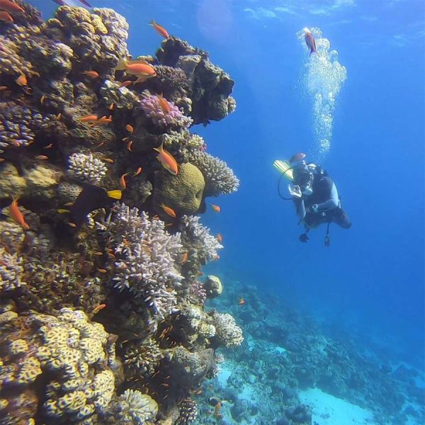 diving-courses-padi-macedonia-halkidiki