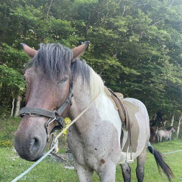 javanje-konji-kk-horse-kalin-kamen-osogovski-planini