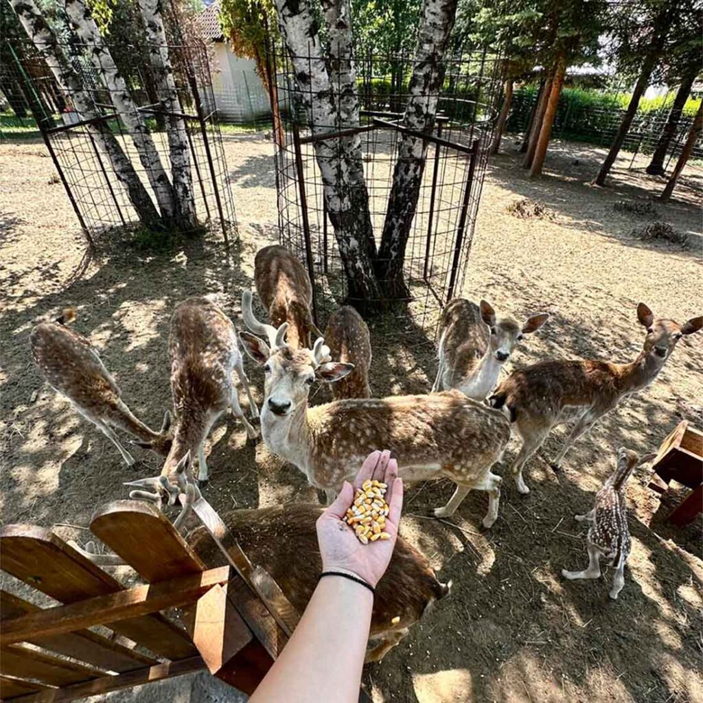 Уникатно доживување со срни