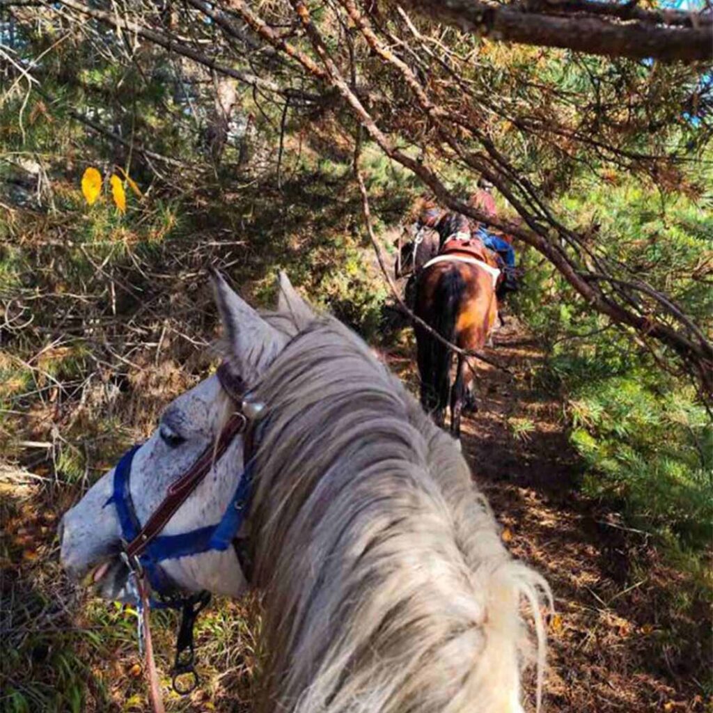 Слобода и авантура на седло