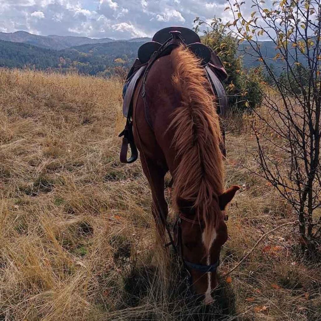 Коњ и прекрасна природа