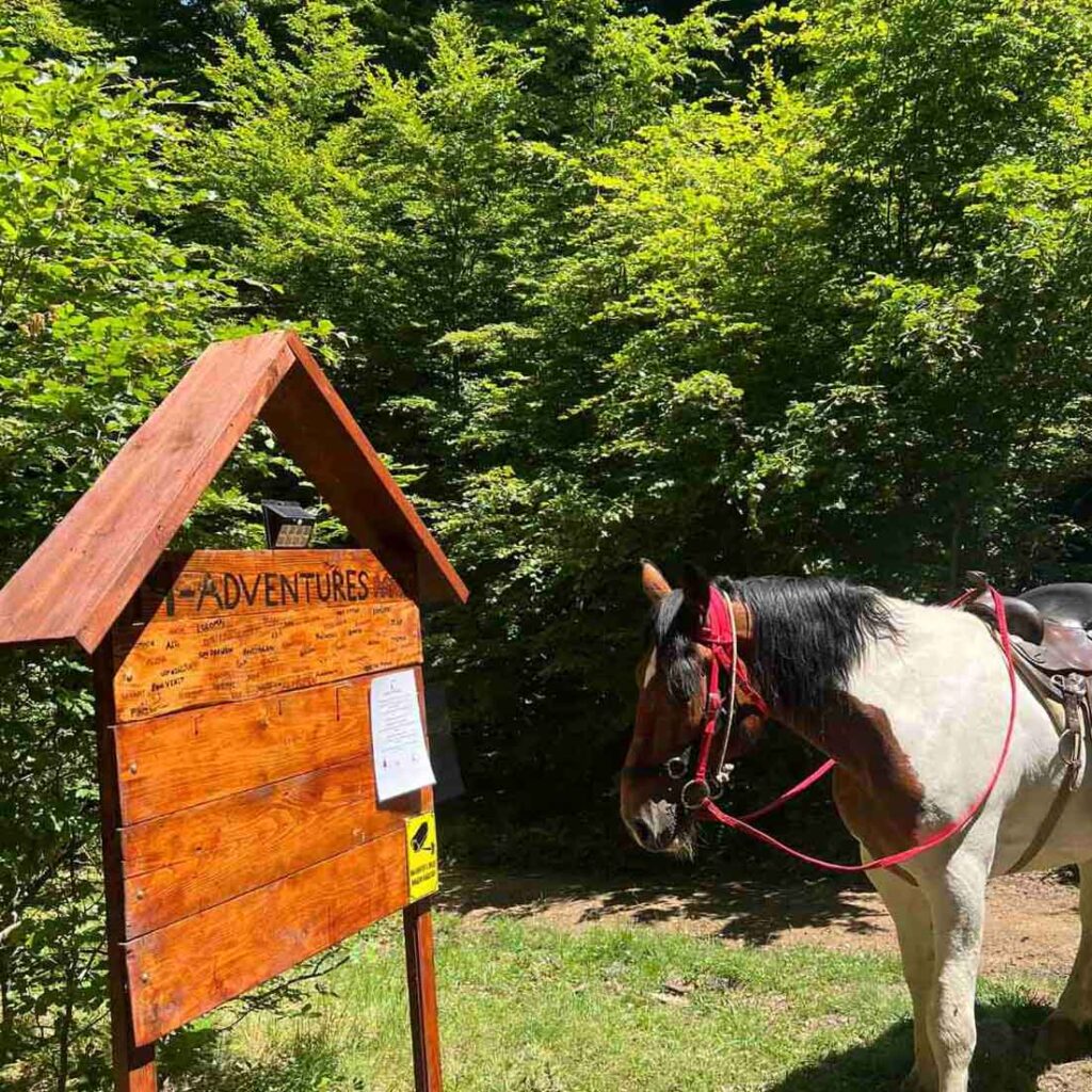 Коњ од М Адвентуре Парк се одмора пред турата