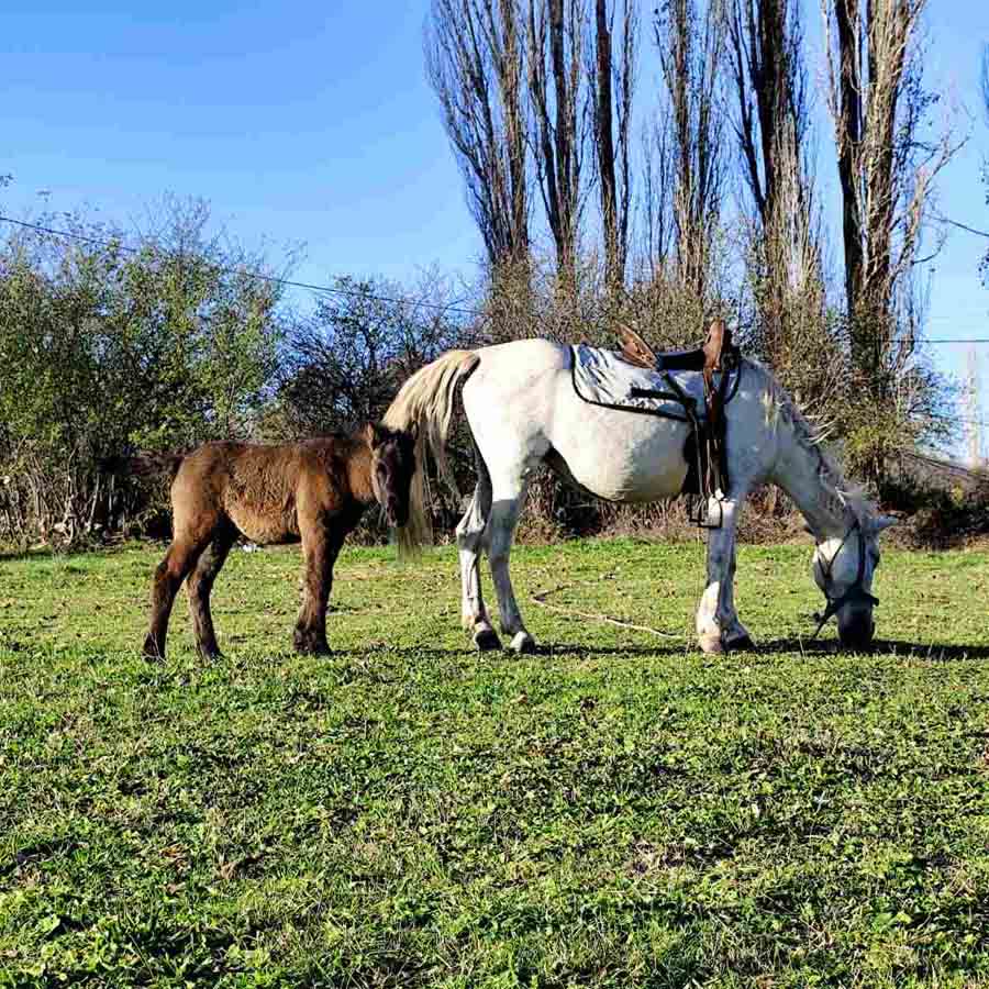 Јавни низ Буковските ливади
