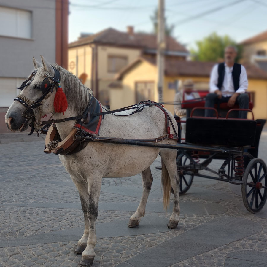 Елегантен коњ влече пајтон