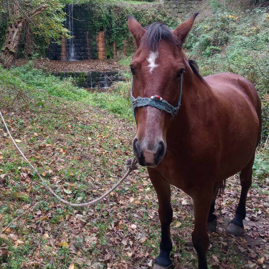 Подарок ваучер за јавање преку gifto.mk