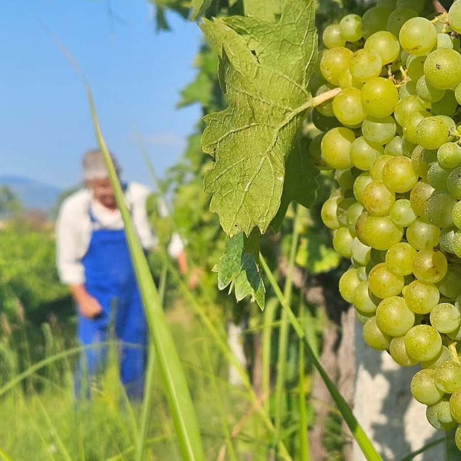 Автентично винско доживување во Винарија Ерос